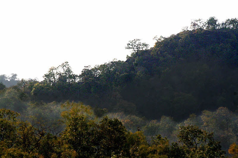 In Bandhavgarh Tiger Reserve